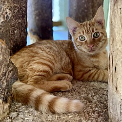 bonded pet photo