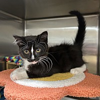 adopt a pet