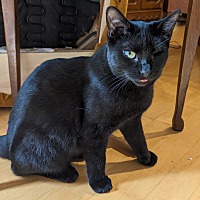adopt-pet