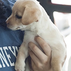 Thumbnail photo of Louis - Chanel pup #4
