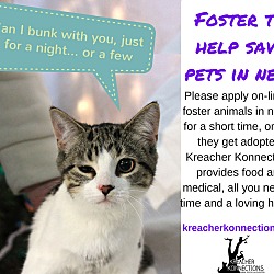 Thumbnail photo of Foster Homes Needed #3