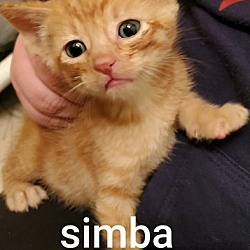 Photo of Simba