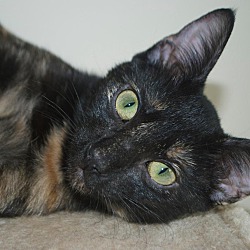 Thumbnail photo of Luna &/or Jack-Pretty Torties #2