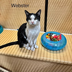 Thumbnail photo of Webster #2