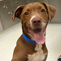adopt a pet