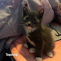adopt a pet