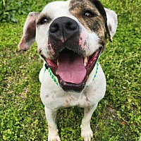 adopt a pet