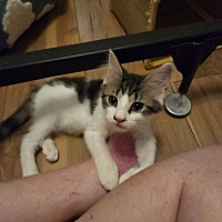 adopt a pet