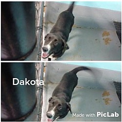 Thumbnail photo of Dakota-LOCAL #2