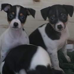 Photo of Rat Terrier Puppies ONLY ONE LEFT!
