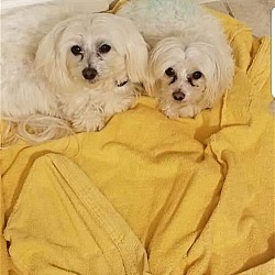 Photo of Rocky & Rudy*Adopted