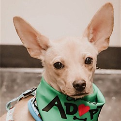 Photo of Butters