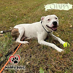 Thumbnail photo of Chappy #2