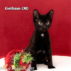 Thumbnail photo of Gotham #1