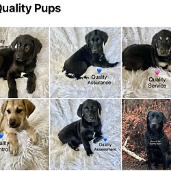 Photo of Quality Pups
