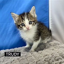 Photo of CAT-TRUDY