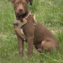 Thumbnail photo of Coco - Foster HOME needed - ASAP #3