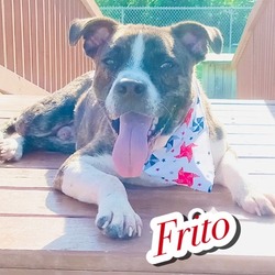 Photo of Frito