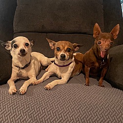 Thumbnail photo of COCO, ROSIE, JAKE #1