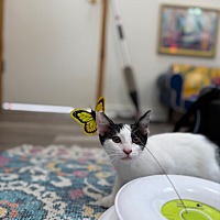 adopt a pet