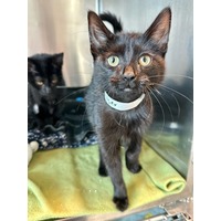 adopt-pet