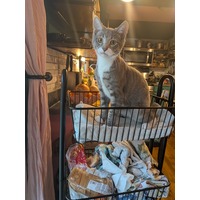 adopt-pet