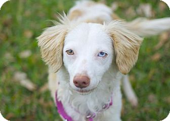 seng Telemacos Van Austin, TX - Australian Shepherd. Meet Bunnie a Pet for Adoption -  AdoptaPet.com