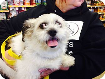 Edmonton Ab Shih Tzu Meet Korky A Pet For Adoption