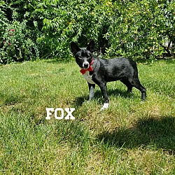 Thumbnail photo of Fox #2