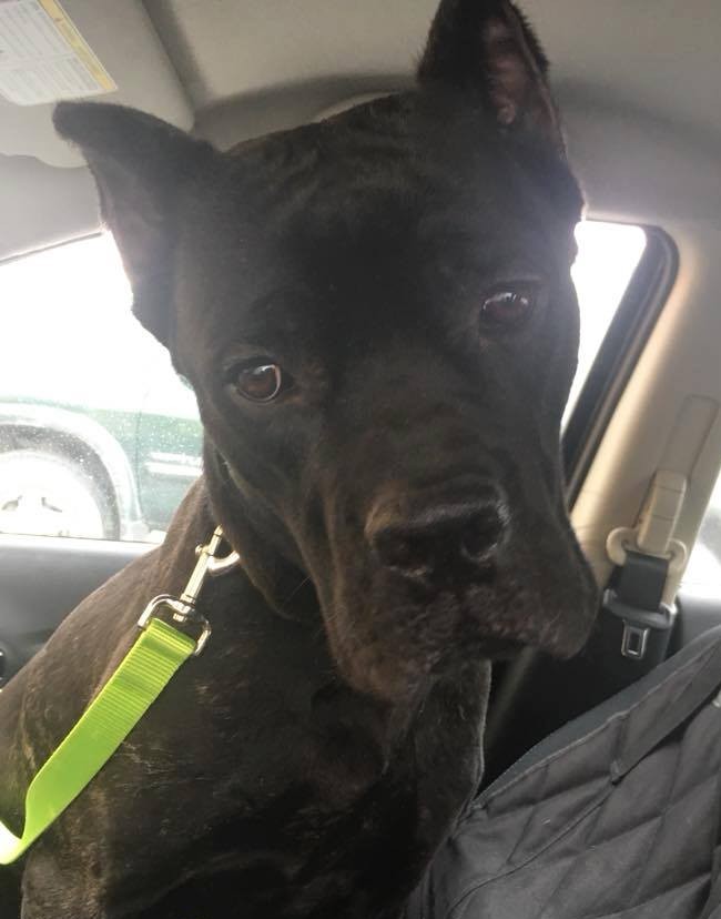 St Louis Mo Cane Corso Meet Bambino A Pet For Adoption