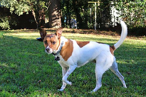 Aiken, SC - Jack Russell Terrier. Meet Spike a Pet for Adoption ...