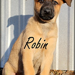 Thumbnail photo of Robin~adopted! #1