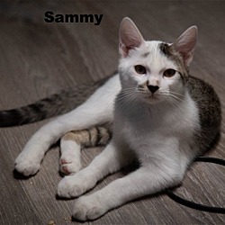Photo of Sammy (HM)