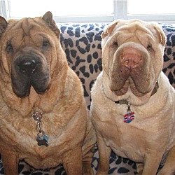 Photo of Chinese Shar-Pei *foster homes needed*