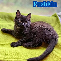Photo of Pushkin - $55 Adoption Fee Special