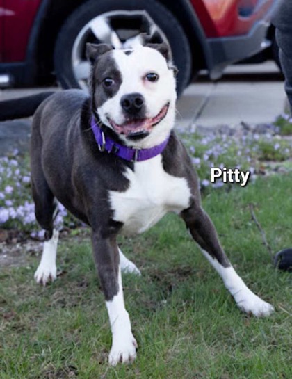 Photo of Pitty