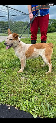 Coal City, IN - Australian Cattle Dog. Meet Silva a Pet for Adoption ...