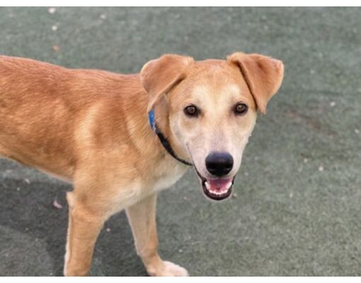 Phoenix, AZ - Labrador Retriever/Mixed Breed (Medium). Meet Tuesday a ...