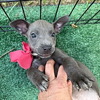 adopt a pet