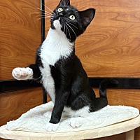adopt a pet