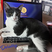 adopt a pet