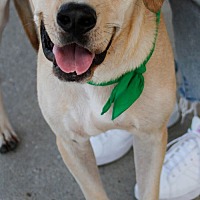 adopt a pet
