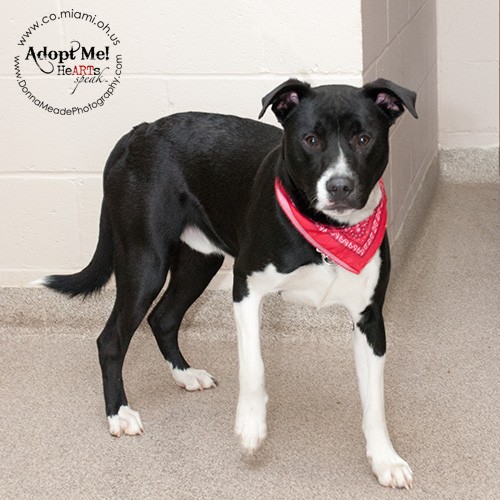 Troy Oh Border Collie Meet Cooper Reclaimed A Pet For