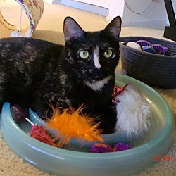 Thumbnail photo of Nubia - the perfect cat! #4