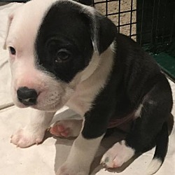 Thumbnail photo of White and Black Pup Male #2