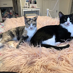 bonded pet photo