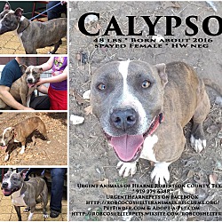 Thumbnail photo of Calypso #1