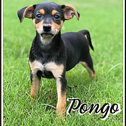 Thumbnail photo of Pongo-Pending! #2