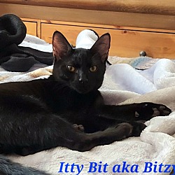 Thumbnail photo of Bitzy #2
