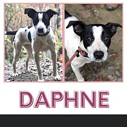 Thumbnail photo of Daphne (Bridgerton Crew) #1